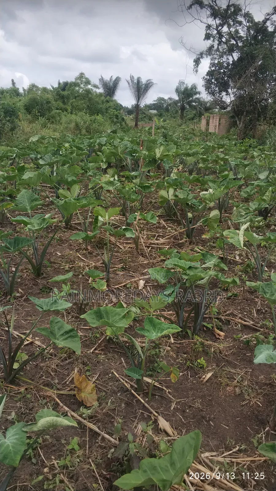 Cocoyam Suckers/Corms