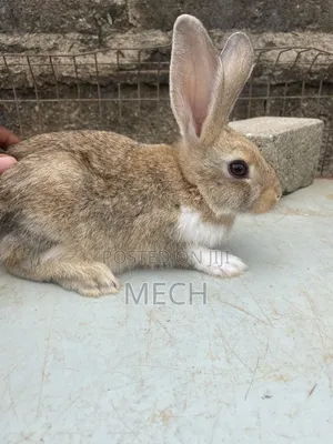 Lovely Pet Rabbit