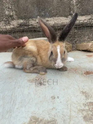 Adult Male and Female Rabbit