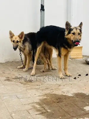 1+ year Male Purebred German Shepherd