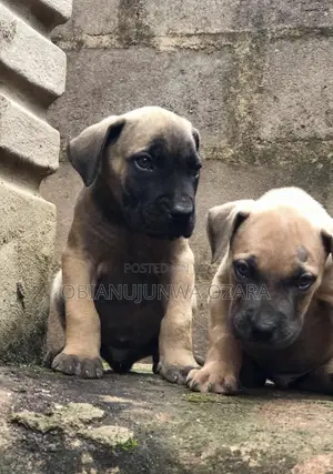 1-3 months Female Purebred Boerboel