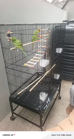 Parakeet Birds