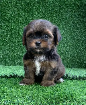 1-3 months Male Purebred Lhasa Apso
