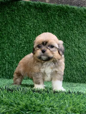 1-3 months Male Purebred Lhasa Apso