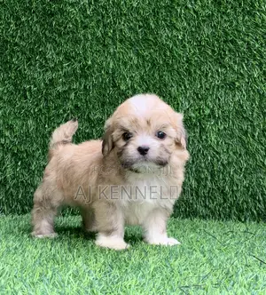 1-3 months Male Purebred Lhasa Apso
