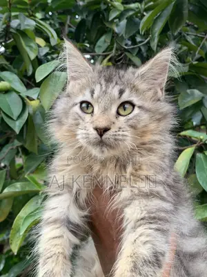 1-3 months Male Purebred Maine Coon
