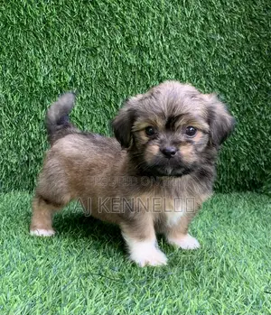 1-3 months Male Purebred Lhasa Apso