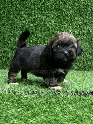 1-3 months Female Purebred Lhasa Apso