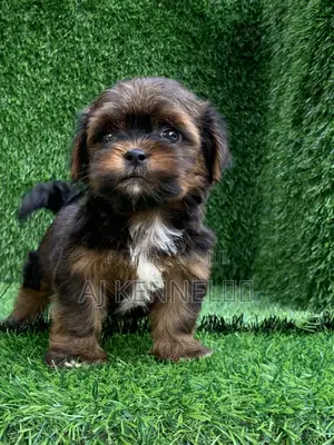 1-3 months Male Purebred Lhasa Apso