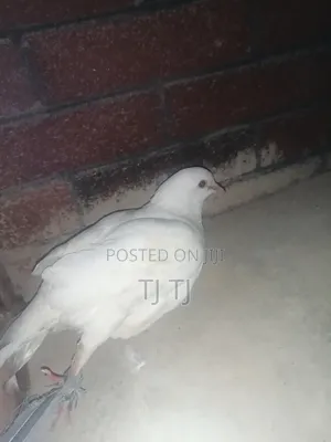 White Pigeon