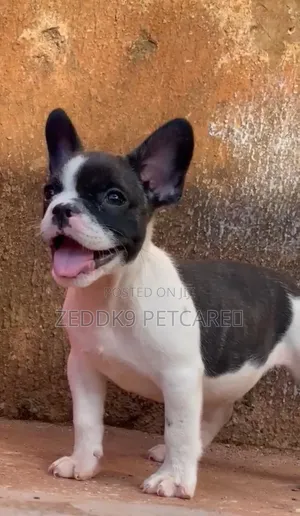 1-3 months Male Purebred French Bulldog