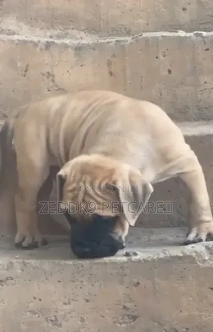 1-3 months Female Purebred Mastiff