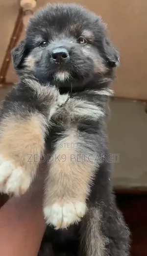 1-3 months Female Purebred German Shepherd