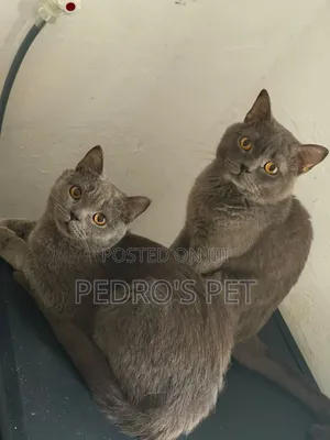 6-12 months Male Purebred British Shorthair