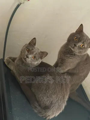 6-12 months Female Purebred British Shorthair