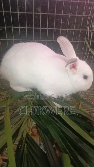 Rabbit for Sale