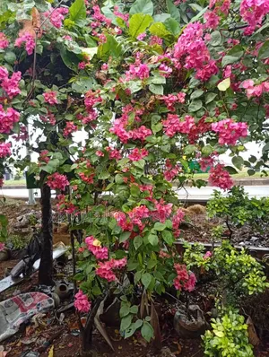 Live Long Through Natural Flowers, Trees and Plants
