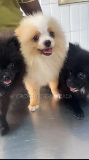 3-6 months Female Purebred Pomeranian
