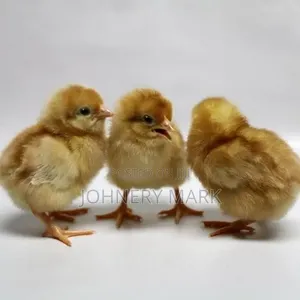 Day Old Chick