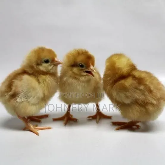 Day Old Chick