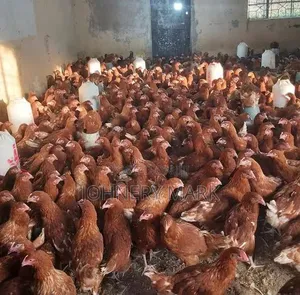 Point of Cage Laying Birds