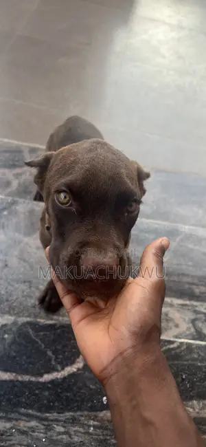 3-6 months Male Purebred Cane Corso