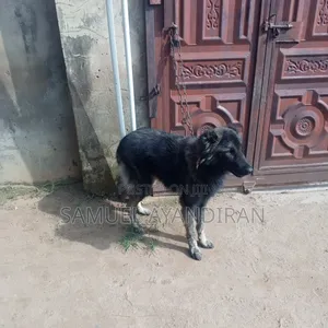 6-12 months Male Purebred Caucasian Shepherd