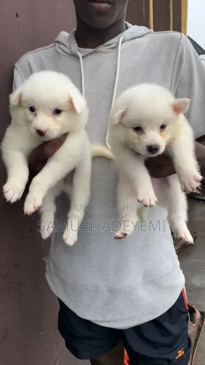 1-3 months Male Purebred American Eskimo