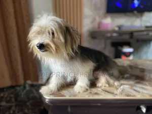 1+ year Male Purebred Lhasa Apso