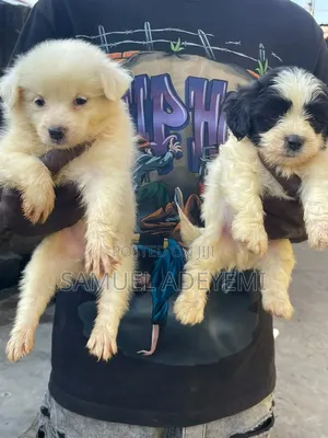 1-3 months Male Purebred Lhasa Apso