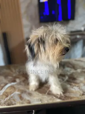 1+ year Male Purebred Lhasa Apso