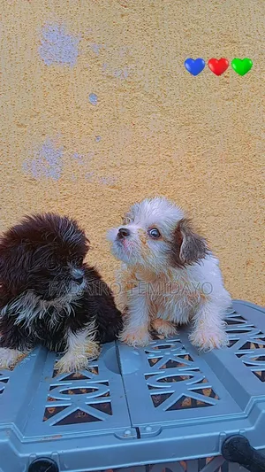 1-3 months Male Purebred Lhasa Apso