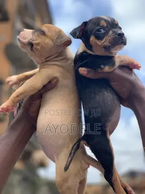 1-3 months Female Purebred American Bully