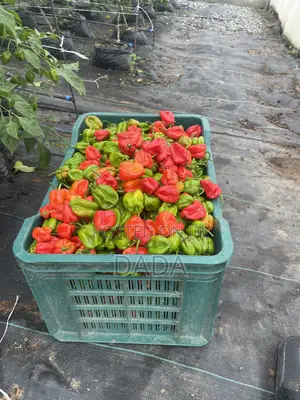 Super Habanero Peppers