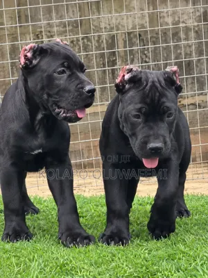 1-3 months Female Purebred Cane Corso