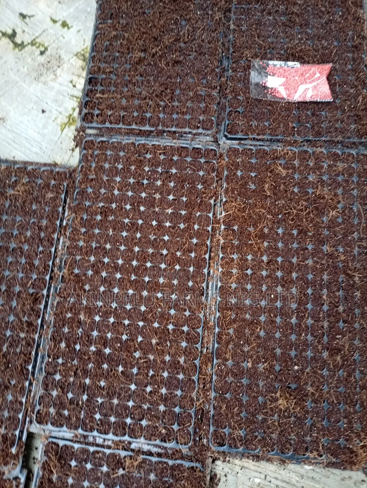 Pepper  Tomato  Farm Set Up