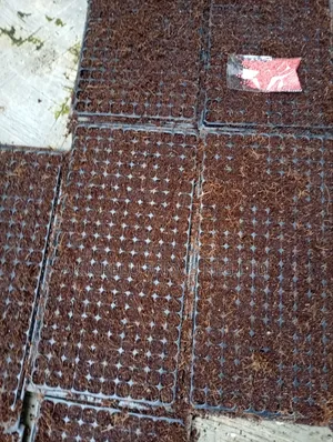 Pepper  Tomato  Farm Set Up