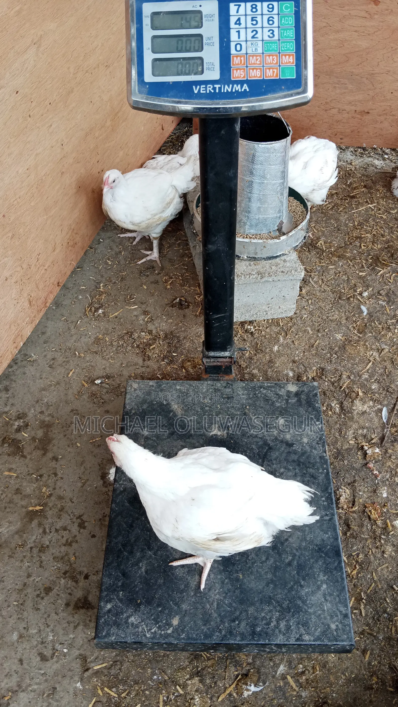Broilers for Sale