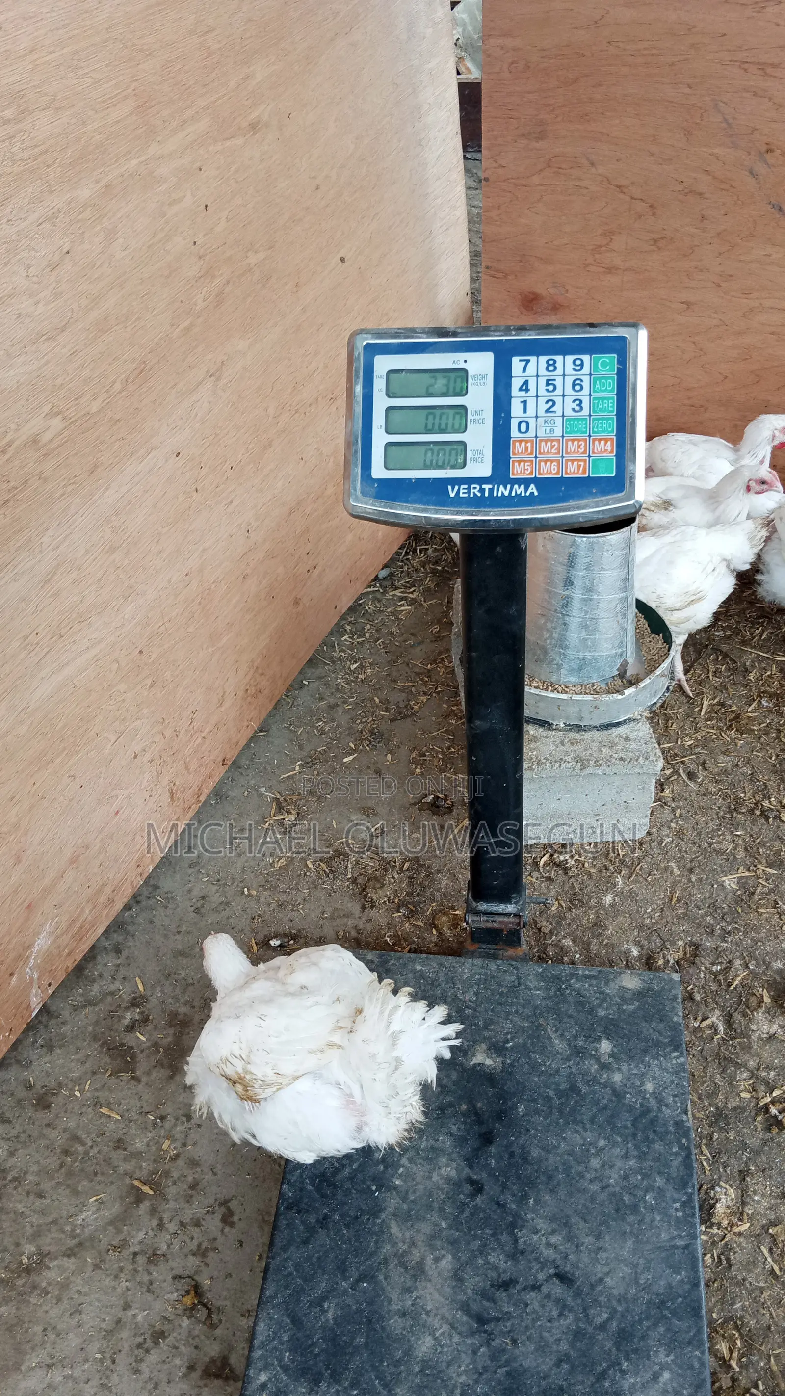 Broilers for Sale