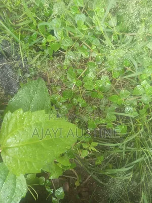 900 Square Meters Land Kaura for Sale