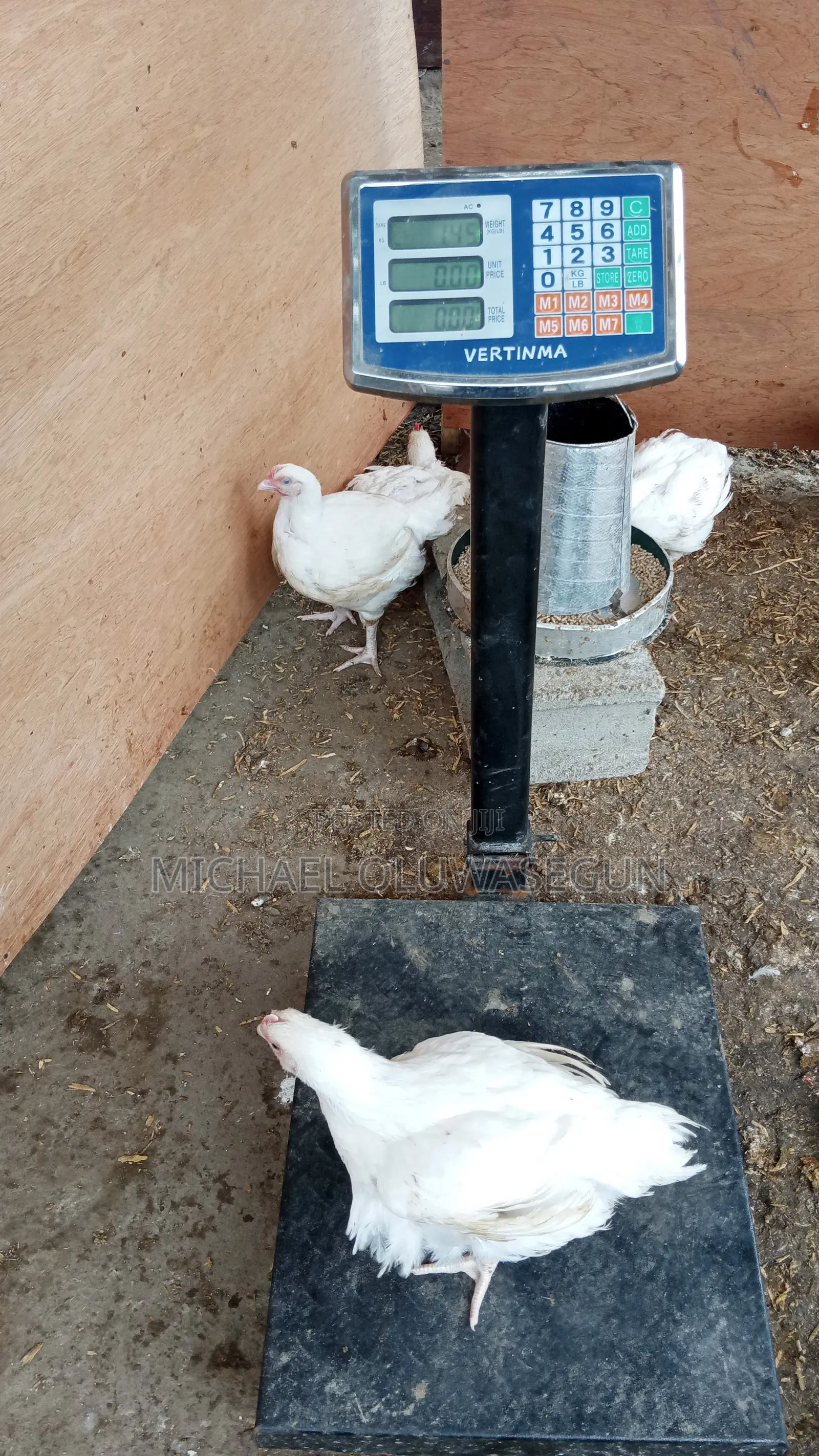 Broilers for Sale