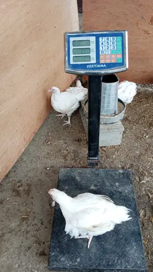 Broilers for Sale
