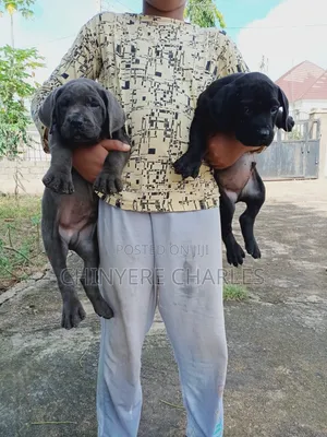 1-3 months Male Purebred Cane Corso