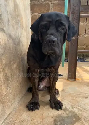 1+ year Male Purebred Boerboel