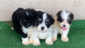 1-3 months Male Purebred Lhasa Apso