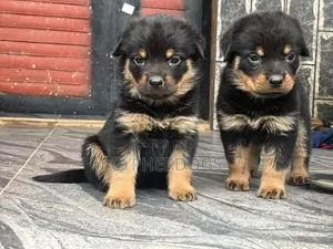 1-3 months Female Purebred Rottweiler