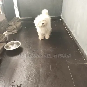 0-1 month Female Purebred Lhasa Apso