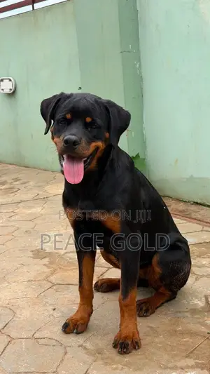 6-12 months Male Purebred Rottweiler