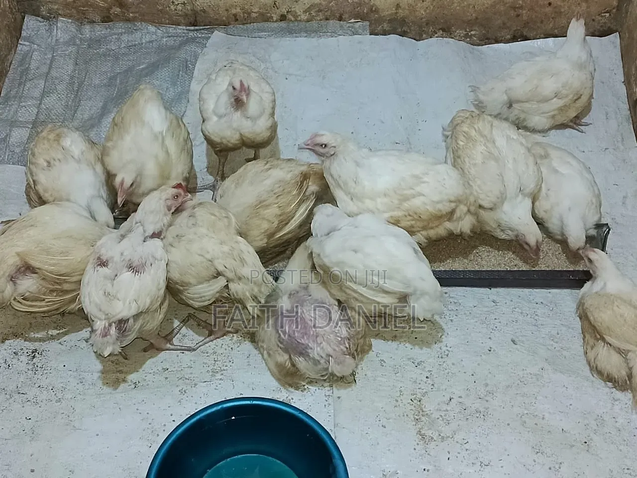 Healthy Broilers for Sell.