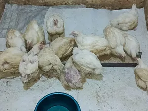 Healthy Broilers for Sell.